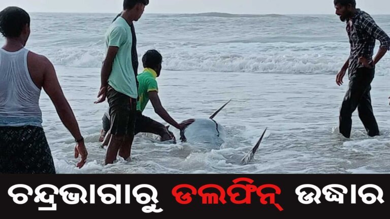 ଚନ୍ଦ୍ରଭାଗାରୁ ଡଲଫିନ୍ ଉଦ୍ଧାର