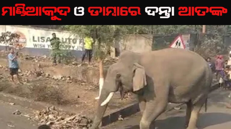 ମାଣ୍ଡିଆକୁଦ ଓ ଡାମ୍ବାରେ ଦନ୍ତା ଆତଙ୍କ