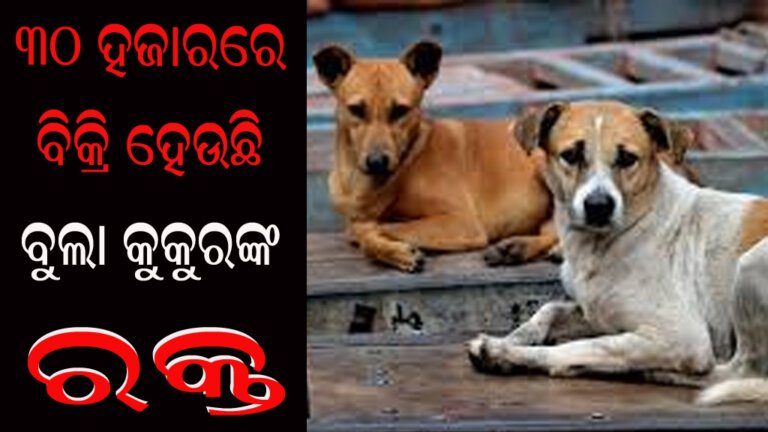 ୩୦ ହଜାରରେ ବିକ୍ରି ହେଉଛି ବୁଲା କୁକୁରଙ୍କ ରକ୍ତ