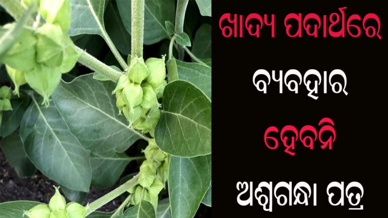 ଖାଦ୍ୟ ପଦାର୍ଥରେ ବ୍ୟବହାର ହେବନି ଅଶ୍ୱଗନ୍ଧା ପତ୍ର