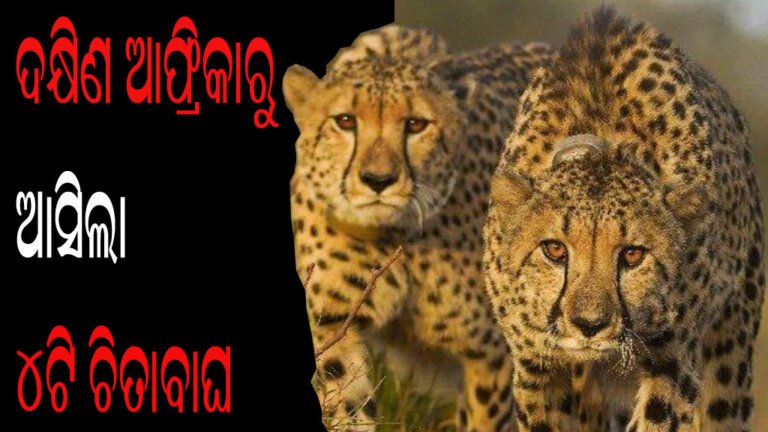 ଦକ୍ଷିଣ ଆଫ୍ରିକାରୁ ଆସିଲା ୪ଟି ଚିତାବାଘ