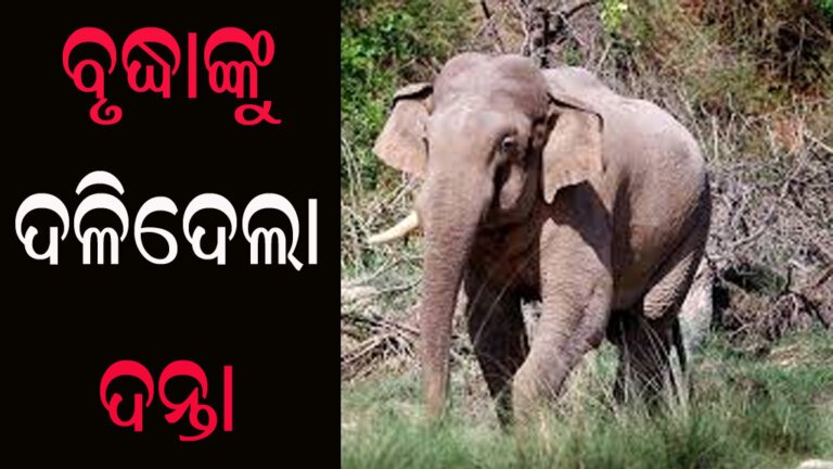 ବୃଦ୍ଧାଙ୍କୁ ଦଳିଦେଲା ଦନ୍ତା