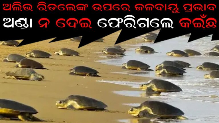 ଅଣ୍ଡା ନ ଦେଇ ଫେରିଗଲେ କଇଁଛ