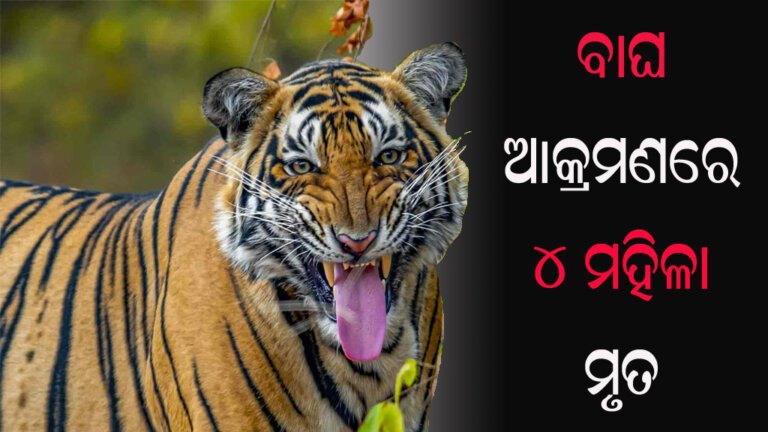 ବାଘ ଆକ୍ରମଣରେ ୪ ମହିଳା ମୃତ