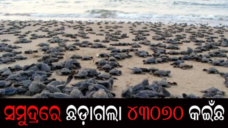 ସମୁଦ୍ରରେ ଛଡ଼ାଗଲା ୪୩୦୭୦ କଇଁଛ