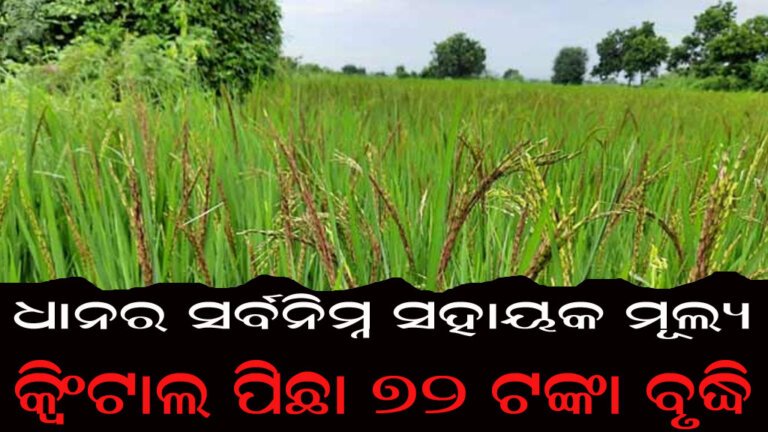 ଧାନର ସର୍ବନିମ୍ନ ସହାୟକ ମୂଲ୍ୟ : କ୍ୱିଂଟାଲ ପିଛା ୭୨ ଟଙ୍କା ବୃଦ୍ଧି