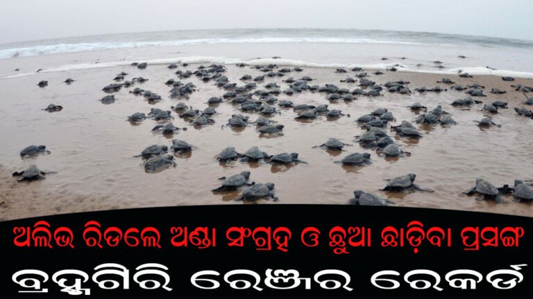 ଅଲିଭ ରିଡଲେ ଅଣ୍ଡା ସଂଗ୍ରହ ଓ ଛୁଆ ଛାଡ଼ିବା ପ୍ରସଙ୍ଗ : ବ୍ରହ୍ମଗିରି ରେଞ୍ଜର ରେକର୍ଡ