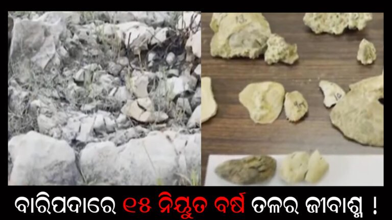 ବାରିପଦାରେ ମିଳିଲା ୧୫ ନିୟୁତ ବର୍ଷ ତଳର ଜୀବାଶ୍ମ !