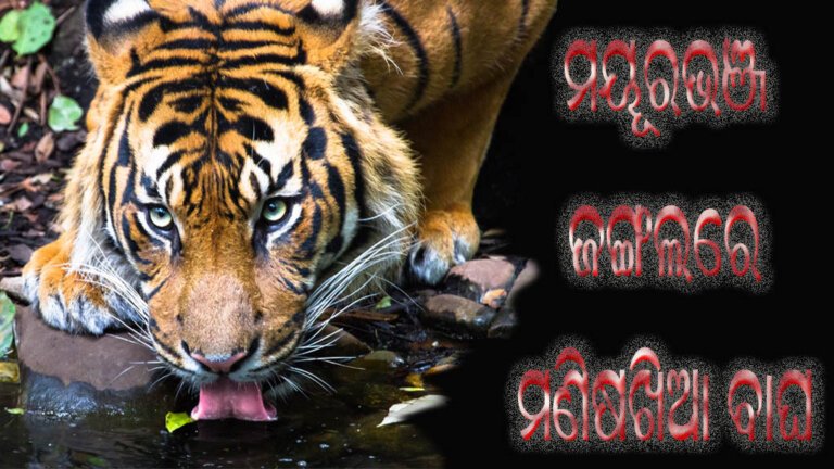 ମୟୂରଭଞ୍ଜ ଜଙ୍ଗଲରେ ମଣିଷଖିଆ ବାଘ