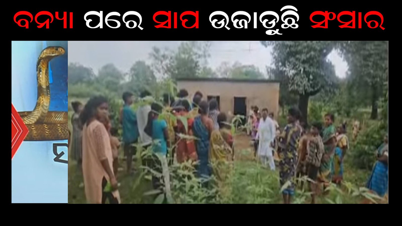 ବନ୍ୟା ପରେ ସାପ ଉଜାଡ଼ୁଛି ସଂସାର