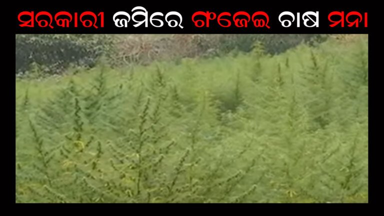 ସରକାରୀ ଜମିରେ ଗଂଜେଇ ଚାଷ ମନା