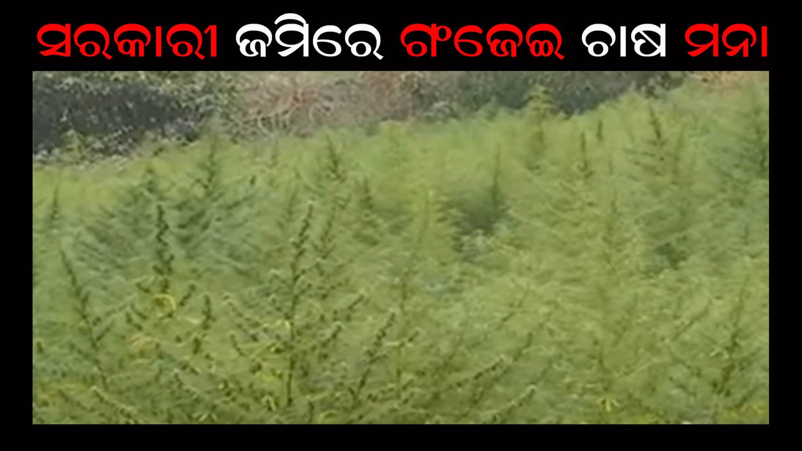 ସରକାରୀ ଜମିରେ ଗଂଜେଇ ଚାଷ ମନା