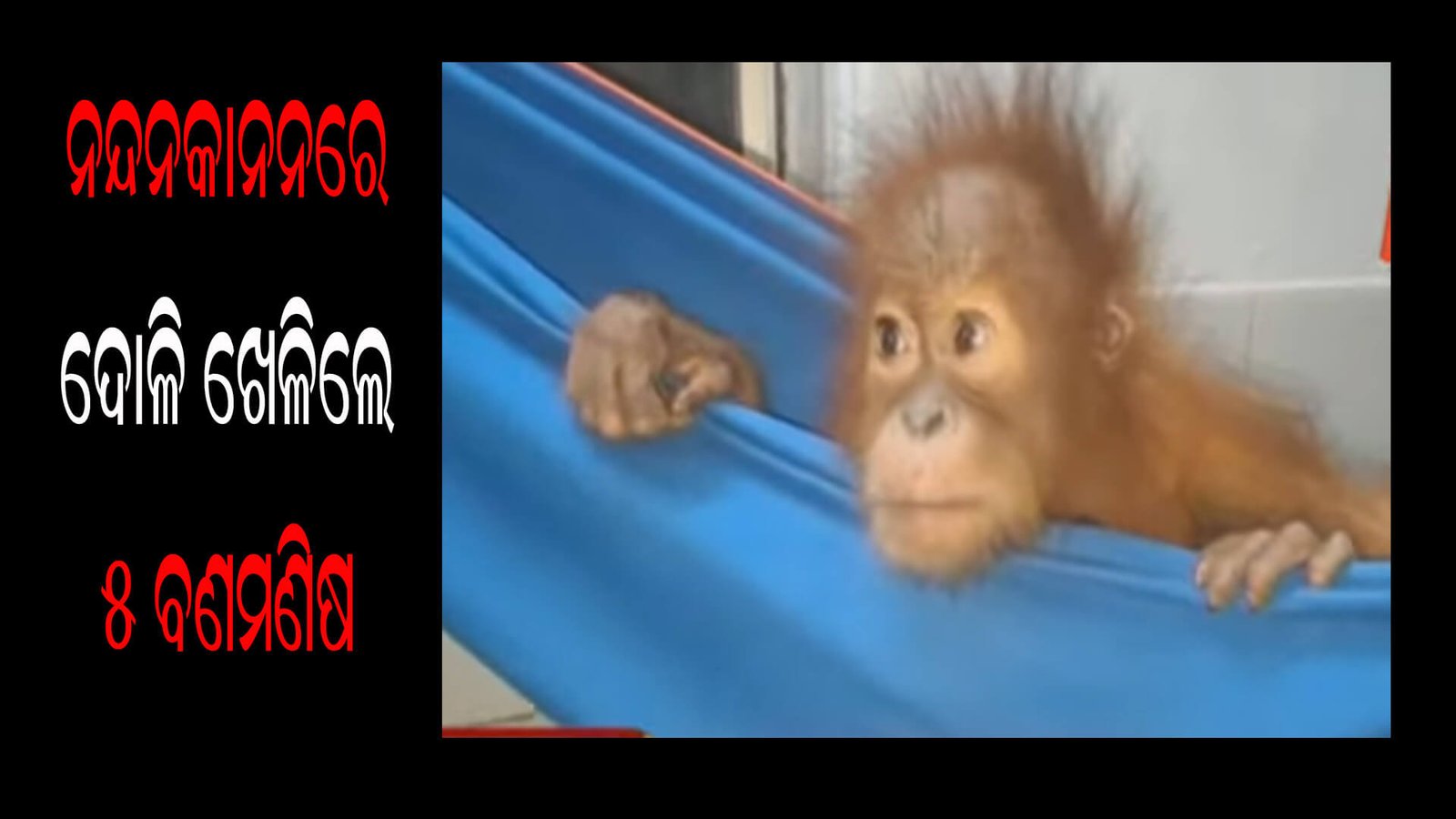 ନନ୍ଦନକାନନରେ ଦୋଳି ଖେଳିଲେ ୫ ବଣମଣିଷ