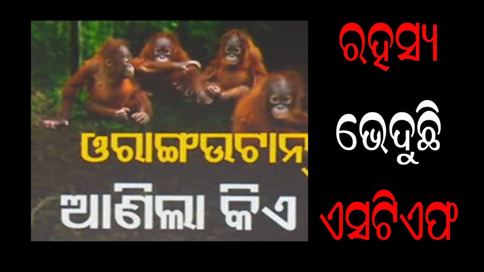 ରହସ୍ୟ ଭେଦୁଛି ଏସଟିଏଫ